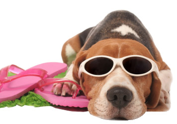 N’oubliez pas d’amener avec vous le carnet de vaccination. 