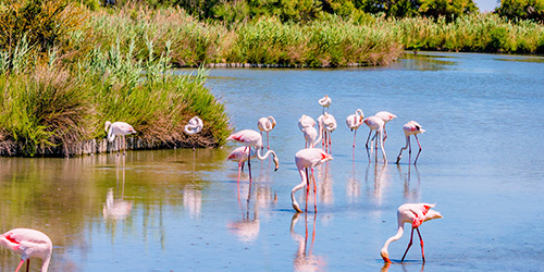 BESTEMMING LA PETITE CAMARGUE IN EEN 3-STERREN CAMPING